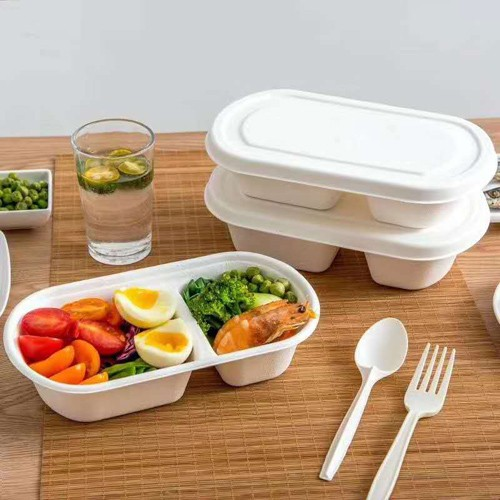saccharum bagasse products